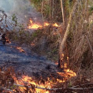 Kaltara Mulai Waspada Karhutla