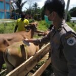 IMG-20201109-WA0086 Sapi Bibit Dari Nunukan