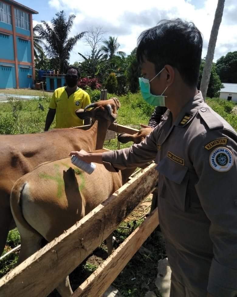 Sapi Bibit Dari Nunukan