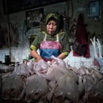Harga Ayam di Nunukan Masih Normal