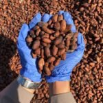 Kakao Biji Asal Sebatik