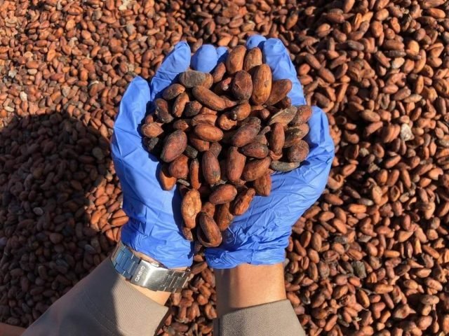 Kakao Biji Asal Sebatik