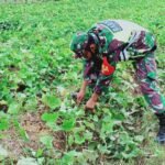 Babinsa Koramil 0907