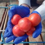 Komoditas Hortikultura Asal Kaltara