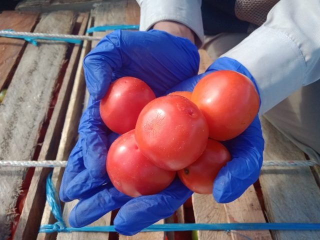 Komoditas Hortikultura Asal Kaltara