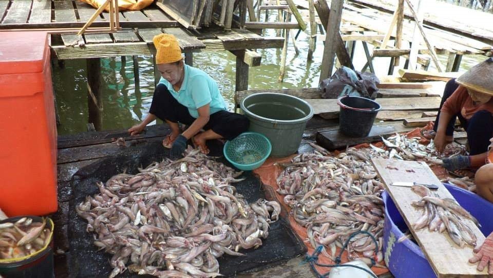 Produksi ikan pepija
