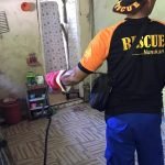 penangkapan ular kobra