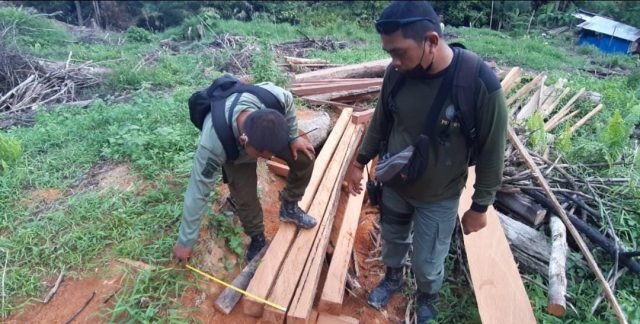 Kayu hasil pembalakan liar