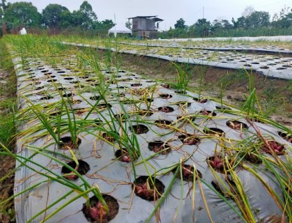 BAWANG MERAH di area Juata Permai, Kota Tarakan