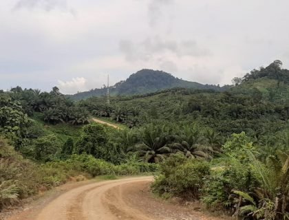 Hamparan perkebunan sawit