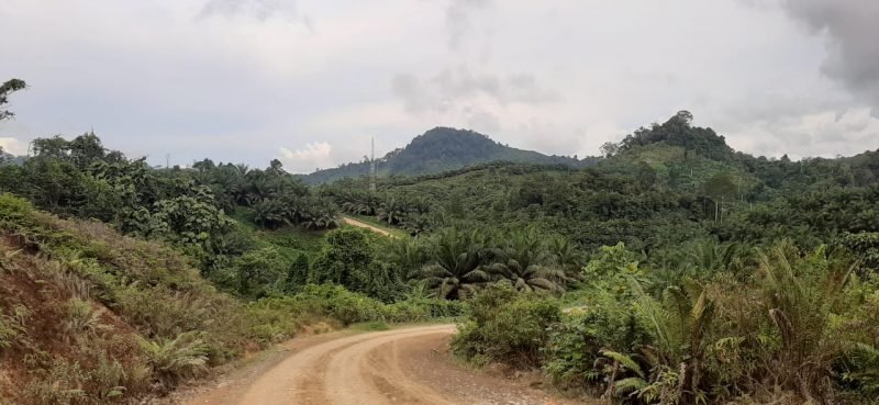 Hamparan perkebunan sawit