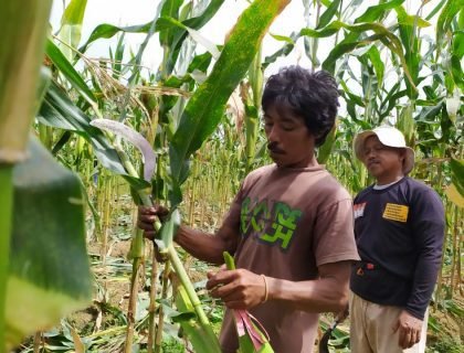 Petani jagung di Kota Tarakan