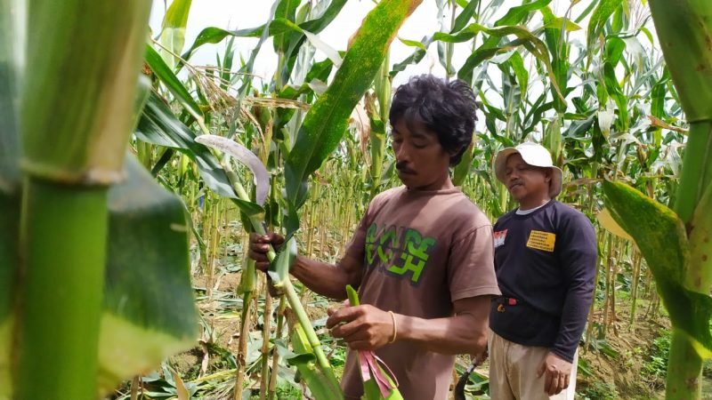 Petani jagung di Kota Tarakan
