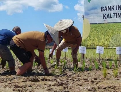 Gubernur Kaltara, Zainal Arifin Paliwang saat turun ke sawah