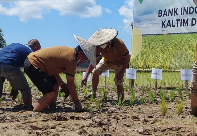 Gubernur Kaltara, Zainal Arifin Paliwang saat turun ke sawah