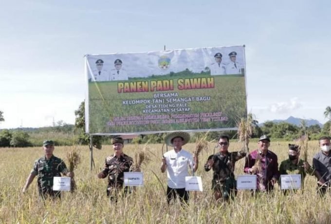 Panen raya Panen raya bersama bupati