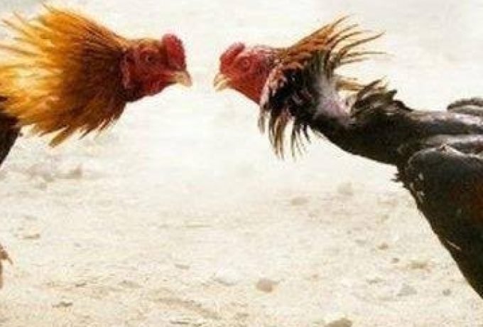 sabung ayam/ilustrasi