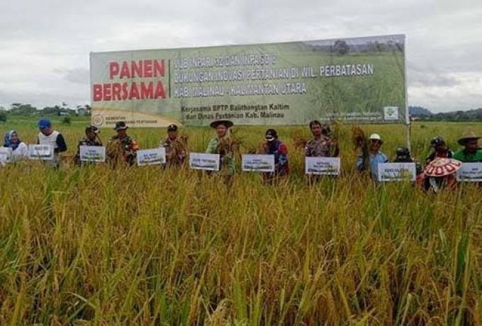 Saat Panen raya jajaran Pemkab Tana Tidung