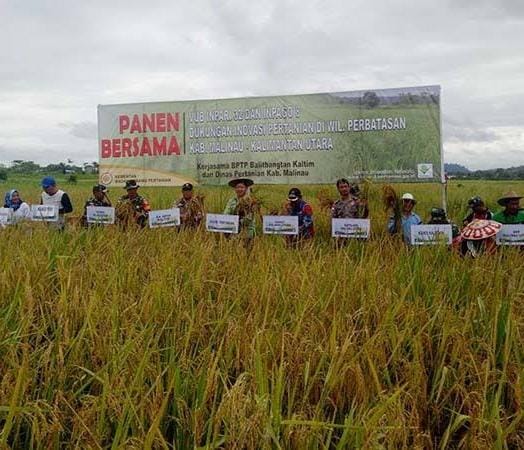 Saat Panen raya jajaran Pemkab Tana Tidung