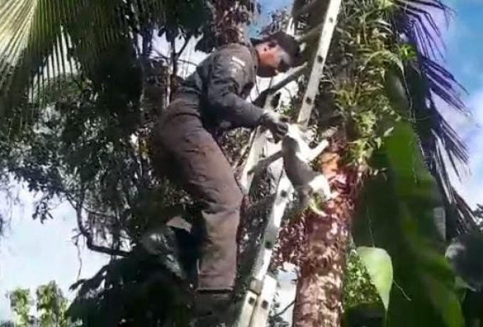 IMG-20220319-WA0006 Petugas Animal Rescue berhasil selamatkan seekor kucing