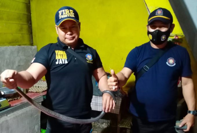 Petugas evakuasi Ular Coba Jawa di Selumit