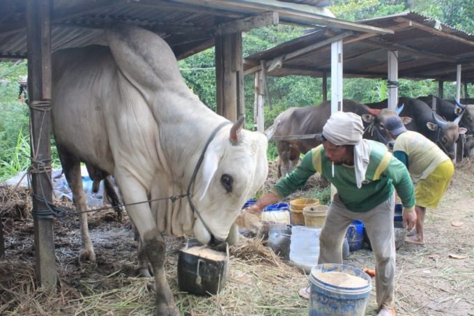 Peternak sapi Peranakan Ongole