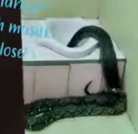 Ular Python Masuki Toilet