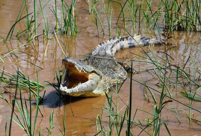 049943500_1493270672-Buaya6