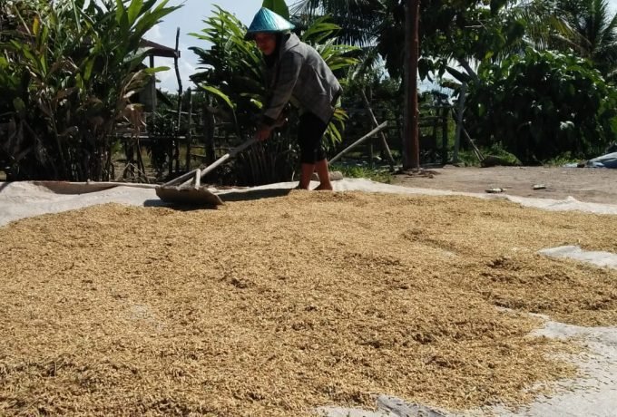 PANGAN: Sumber pangan berupa padi kini fokus dikembangkan di Kaltara.