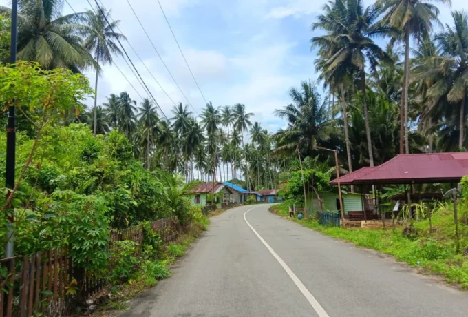 kelapa1