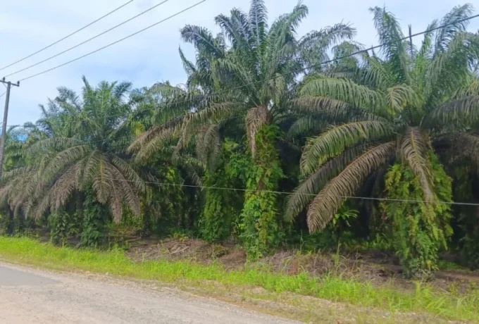 sawit1